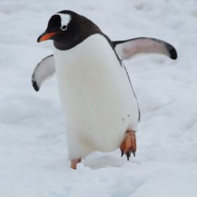 white and black penguin on snow covered ground during daytime
